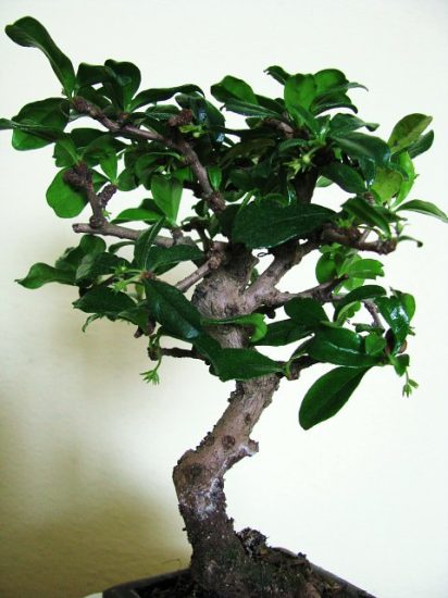 Drzewka bonsai - moje_drzewko_bonsai.jpg