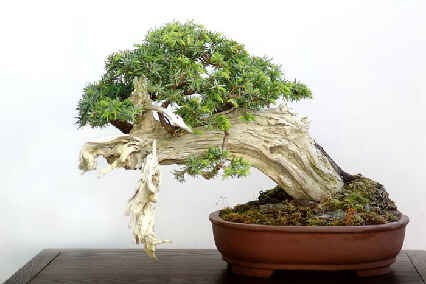 bonsai - mediumjyx5ow5647f92910cba0498824.jpg