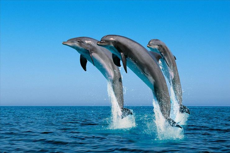 Tapety - Bottlenose Dolphins.jpg