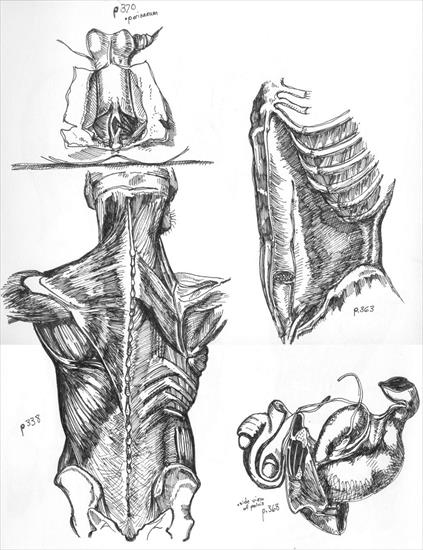 anatomia - grzbiet.jpg