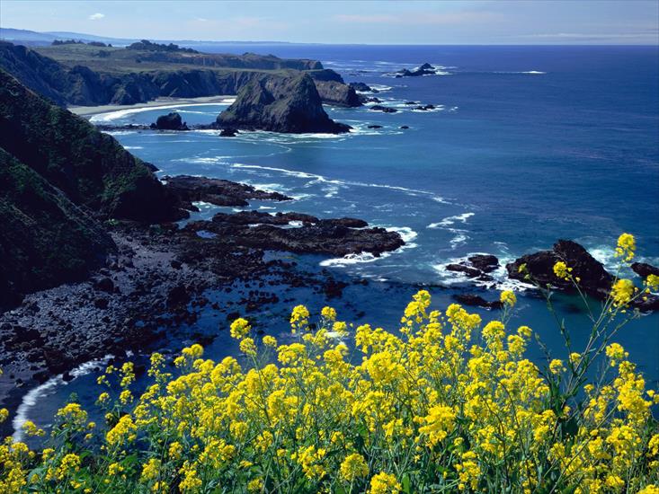 Plaże - Pacific_Coastline_Wildflowers,_Mendocino_County,.jpg