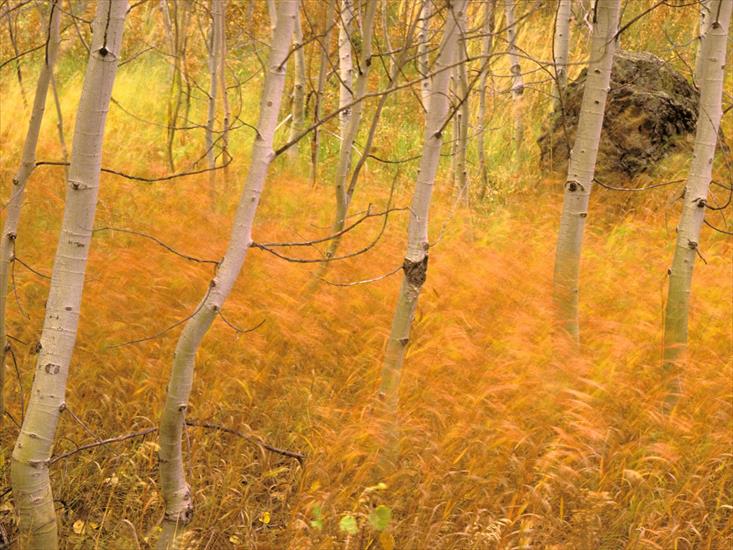 krzysiek16257 - Aspens and Windblown Grasses, Idaho - 1600x1200 .jpg