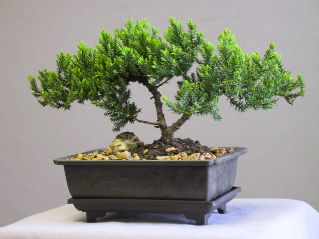 zdjecia bonsai - bonsai 1.jpg
