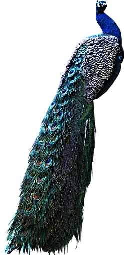 PIĘKNE PAWIE - 61788611_gdbird_peacock2.png