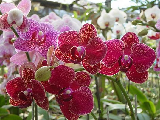 Storczyki - storczyk-storczyki-orchidea-orchideceae_5062.jpg