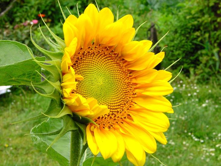 słonecznikowo - kwiaty-2.jpg