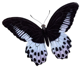 WZORY TATUAŻY1 - papillon009.jpg