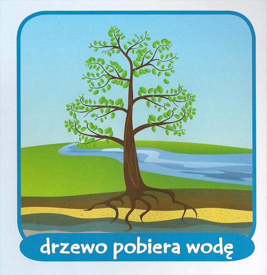 Do czego potrzebna jest woda - Drzewo pobiera wodę.jpg