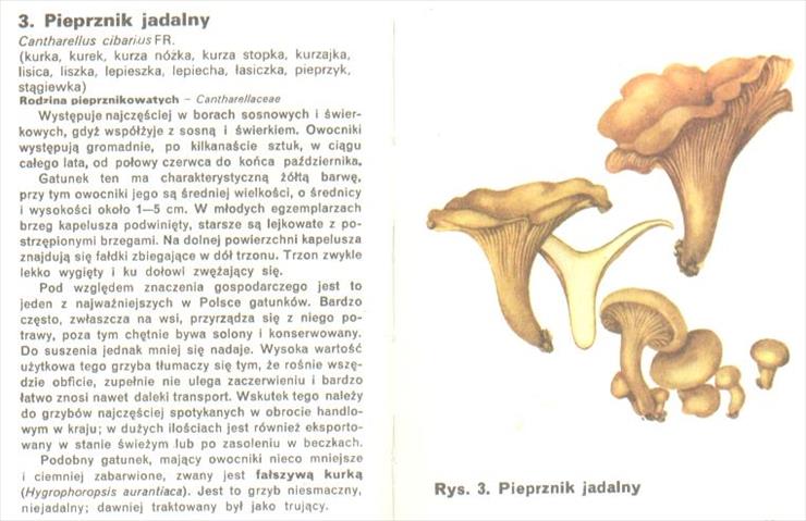 GRZYBY  JADALNE - pieprznik jadalny.jpg